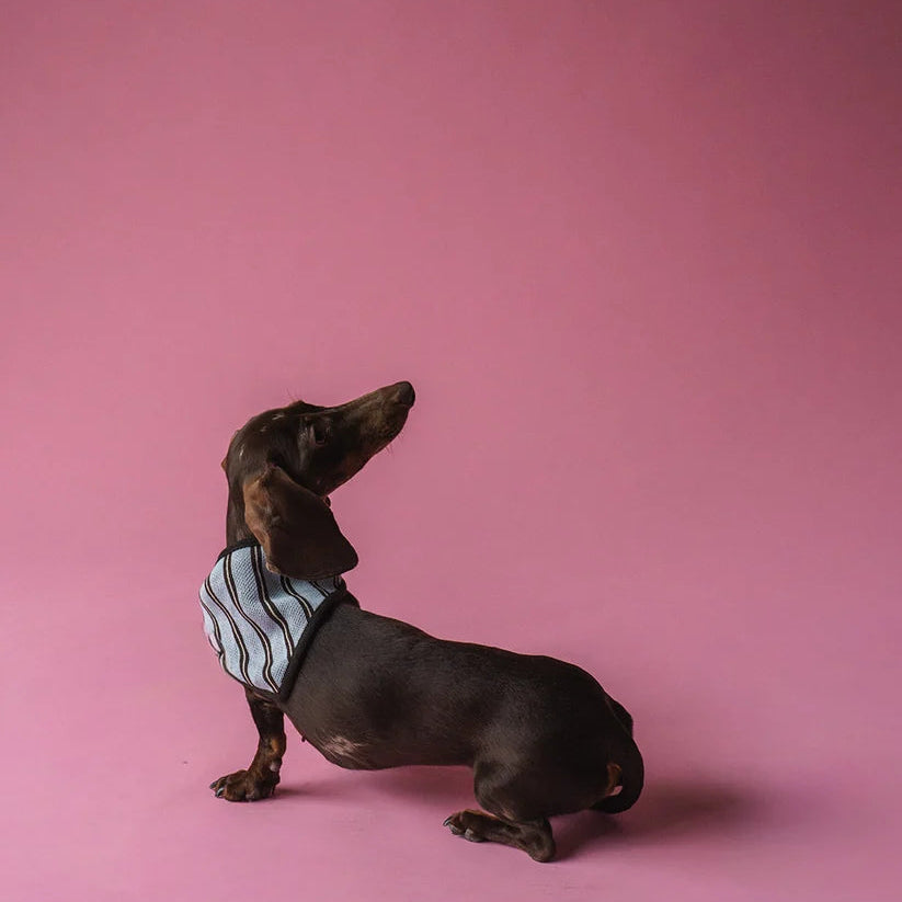 Dog Bandana - Blue Stripes