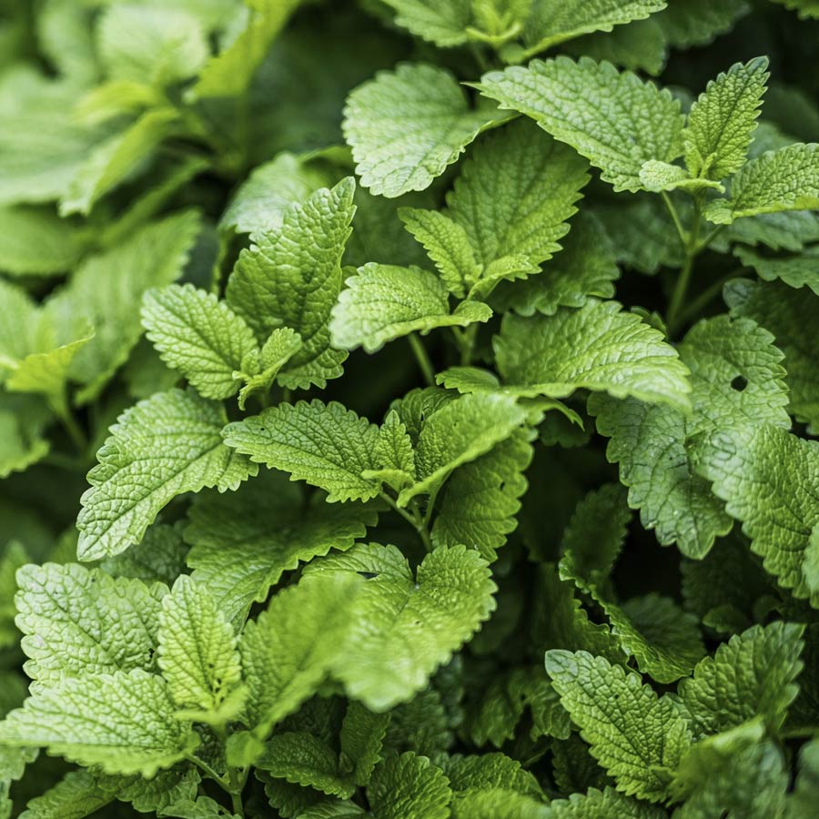 Herbal Teas