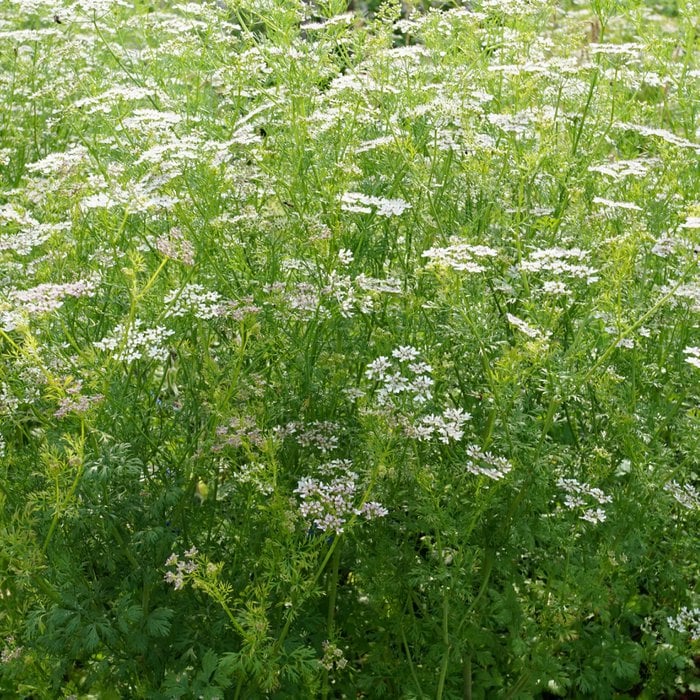 Marienkäfer Schutzkräuter