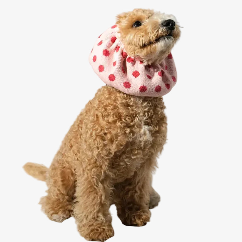 A small tan dog wearing a pink pet bonnet with red polka dots, sitting against a clean white studio background.