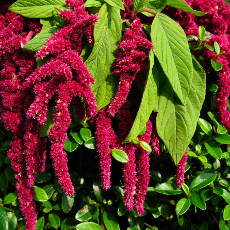 Birds’ Feeding Herbs