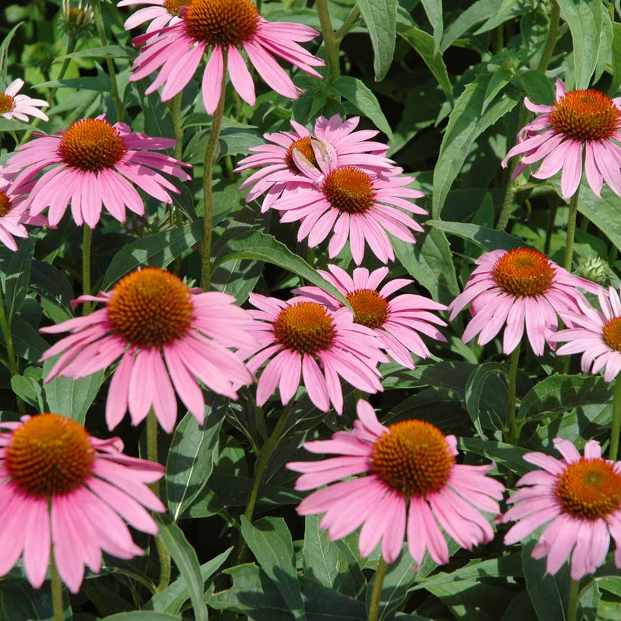 Birds’ Feeding Herbs